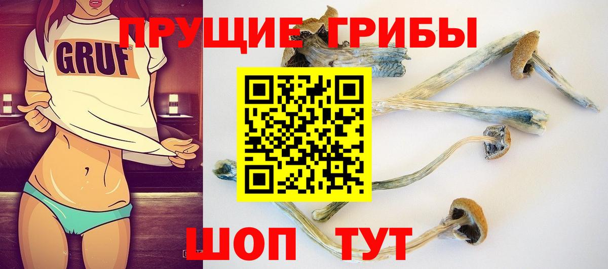 Пятигорск  Галлюциногенные грибы Cubensis  Вход с VPN 